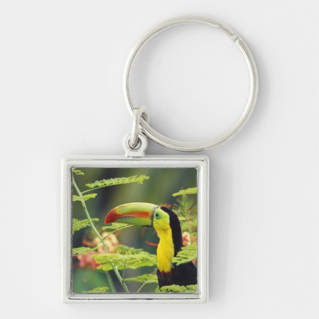 Central America, Honduras. Keel-billed Toucan Keychain (Front)