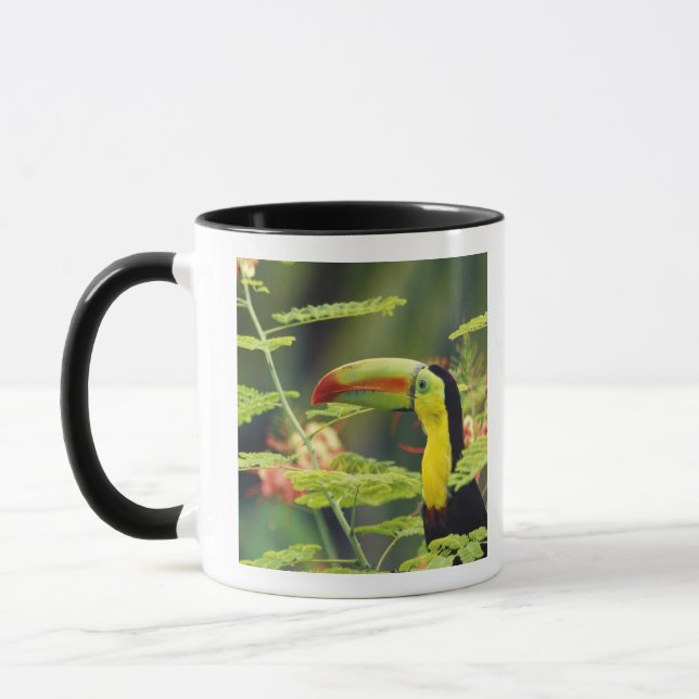 Central America, Honduras. Keel-billed Toucan Mug (Left)