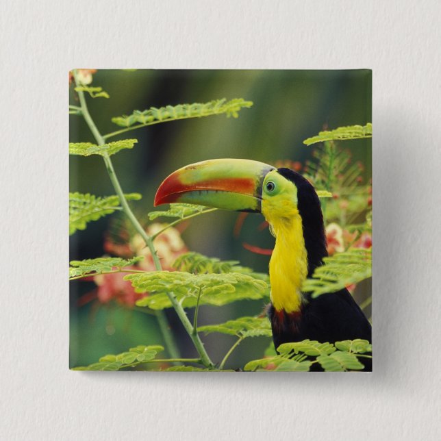 Central America, Honduras. Keel-billed Toucan Pinback Button (Front)