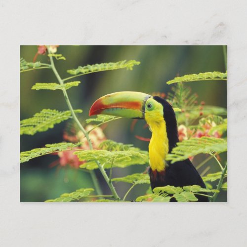 Central America Honduras Keel_billed Toucan Postcard