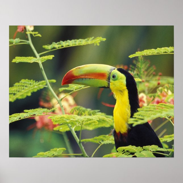 Central America, Honduras. Keel-billed Toucan Poster (Front)