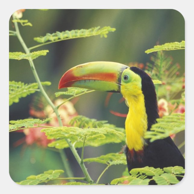 Central America, Honduras. Keel-billed Toucan Square Sticker (Front)