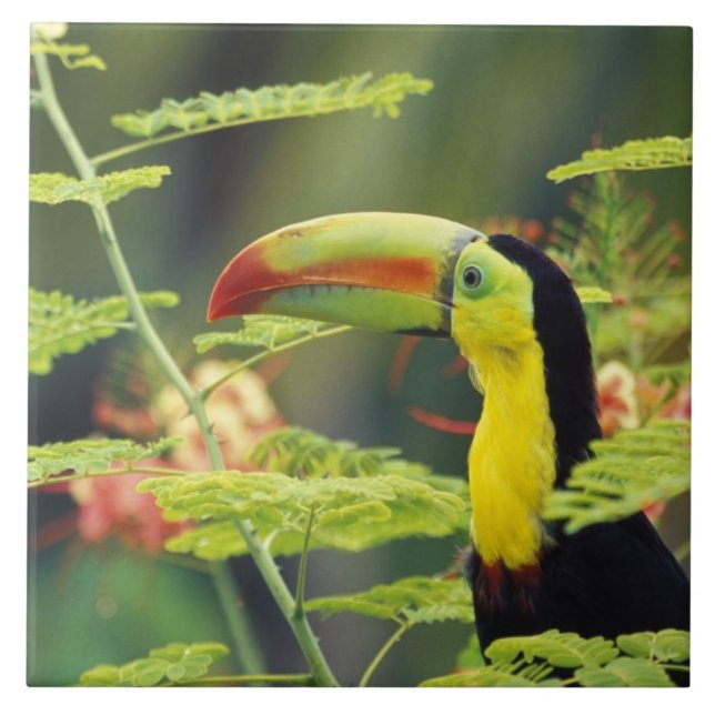 Central America, Honduras. Keel-billed Toucan Tile (Front)