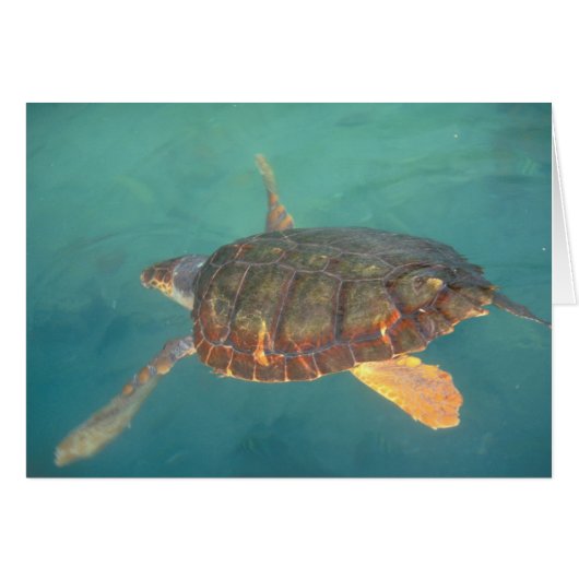 Central America, Panama, Bocas Del Torro (Front Horizontal)