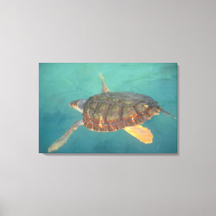 Central America, Panama, Bocas Del Torro Canvas Print