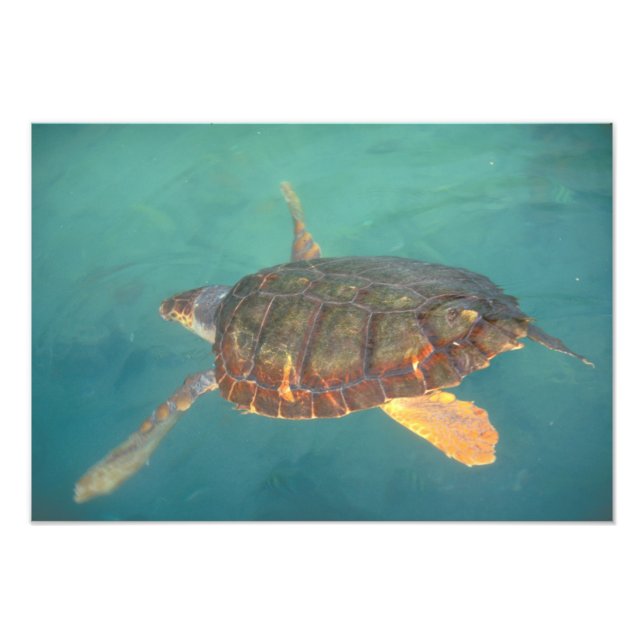 Central America, Panama, Bocas Del Torro Photo Print (Front)