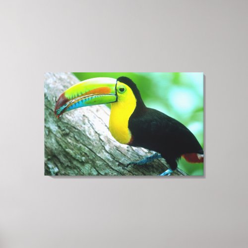 CENTRAL AMERICA Panama Borro Colorado Island 2 Canvas Print