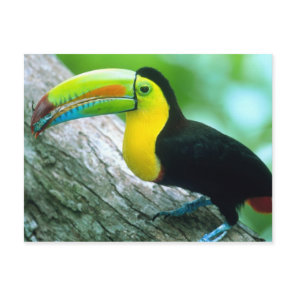 CENTRAL AMERICA, Panama, Borro Colorado Island 2 Postcard