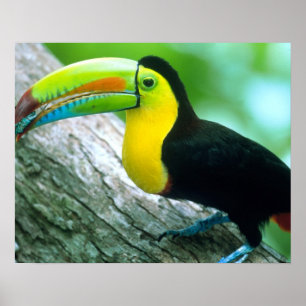 CENTRAL AMERICA, Panama, Borro Colorado Island 2 Poster