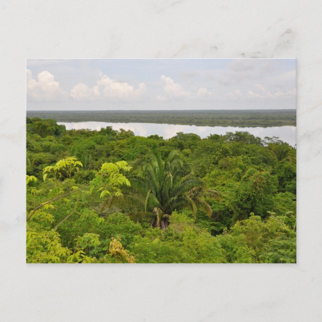Central America Rain Forest in Belize Postcard (Front)