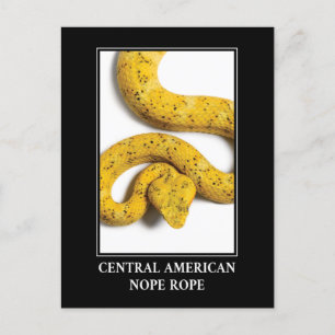 Central American Nope Rope - Viper Snake Danger Postcard