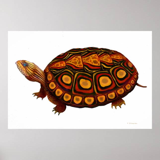Central American Wood Turtle Print (Front)