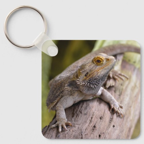 Central bearded dragon on branch postcard coffee m keychain