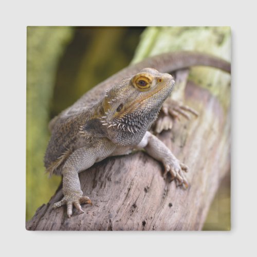 Central bearded dragon on branch postcard coffee m magnet