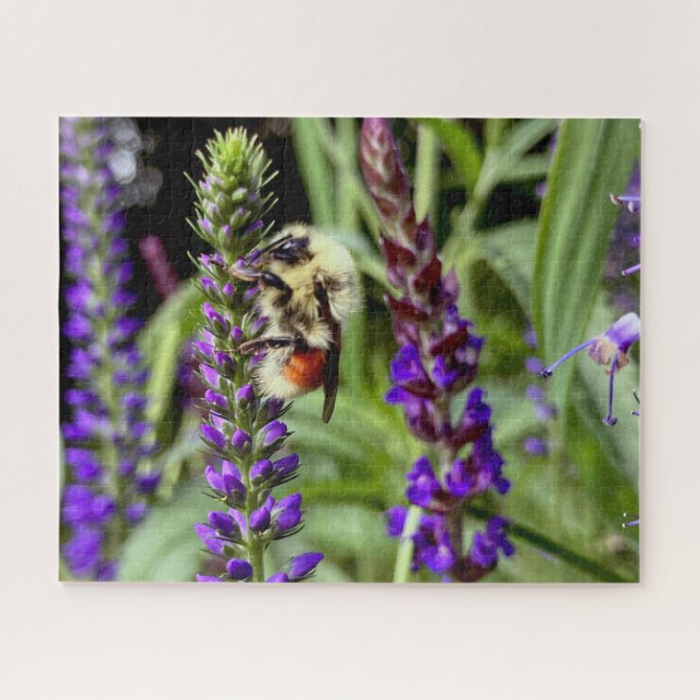 Central Bumblebee with Flowering Speedwell Plant Jigsaw Puzzle (Horizontal)