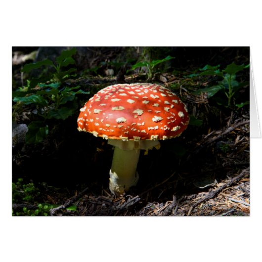 Central Cascades, Washington State (Front Horizontal)