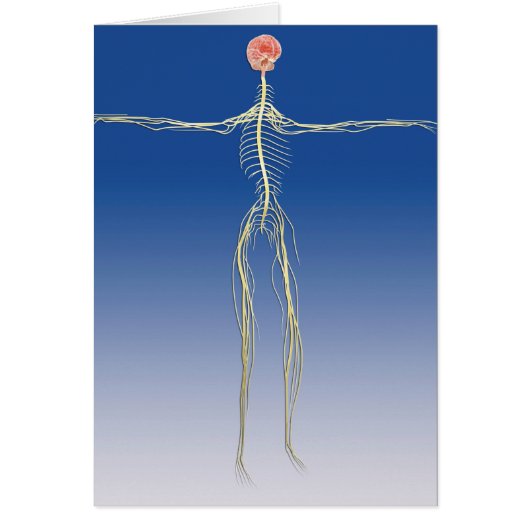 Central Nervous System With Human Brain Cards (Front)