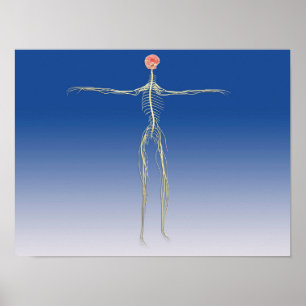 Central Nervous System With Human Brain Poster
