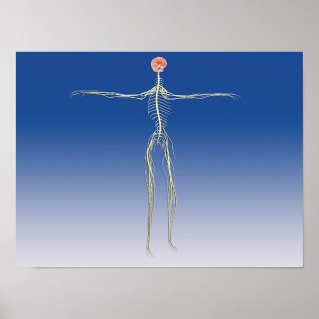 Central Nervous System With Human Brain Poster (Front)