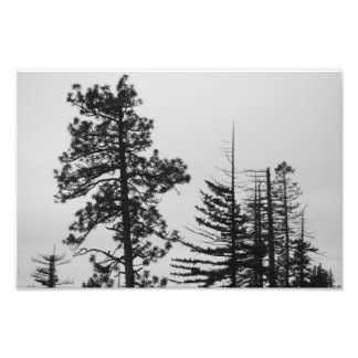 Central Oregon Pines Black and White Photo Print