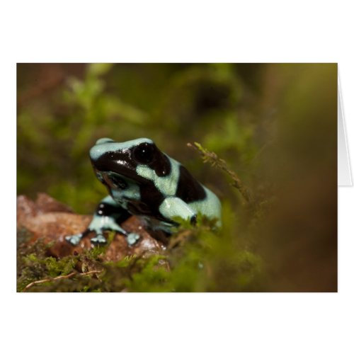 Central PA USA Auratus Dart Frog aka Green