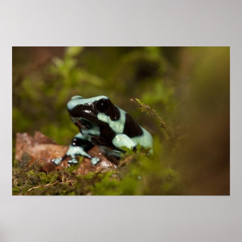 Central PA USA Auratus Dart Frog aka Green Poster