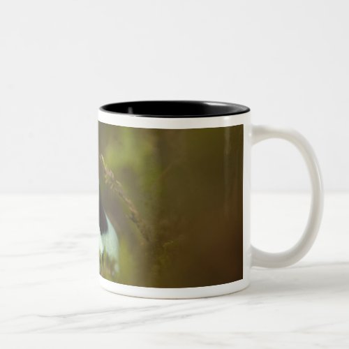 Central PA USA Auratus Dart Frog aka Green Two_Tone Coffee Mug