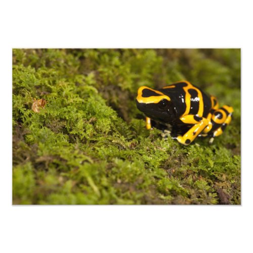 Central PA USA Bumble Bee Dart Frog Photo Print