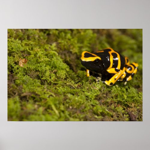 Central PA USA Bumble Bee Dart Frog Poster