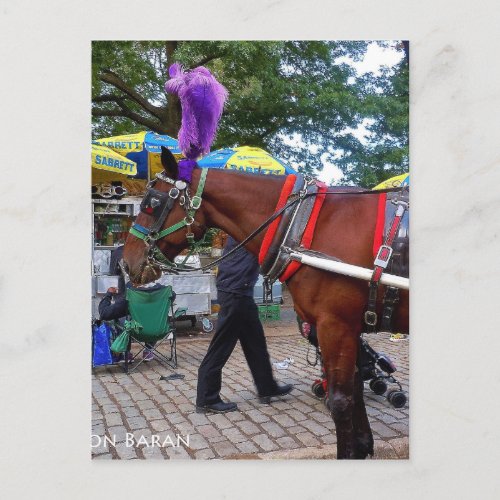 Central Park Horse Postcard