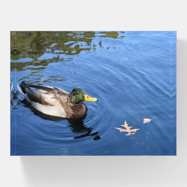 Central Park Lake NYC Duck Mallard Nature Photo Paperweight (Front)