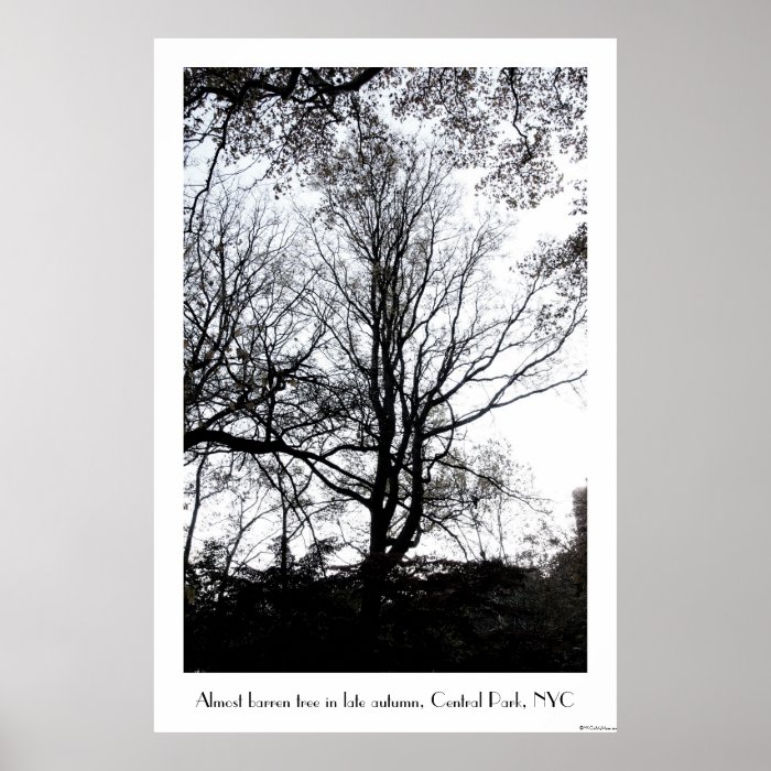 Central Park late autumn almost Barren Tree B&W Posters