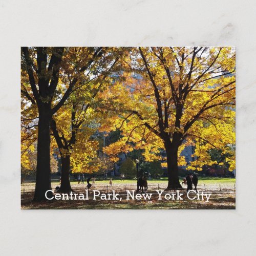 Central Park New York Autumn Yellow Trees Postcard