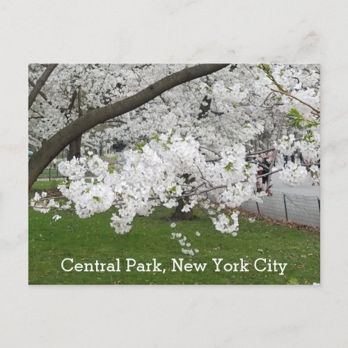 Central Park New York Blossoming Tree in Spring Postcard