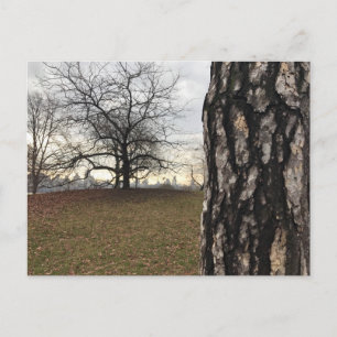 Central Park New York City NYC Tree Photo Postcard