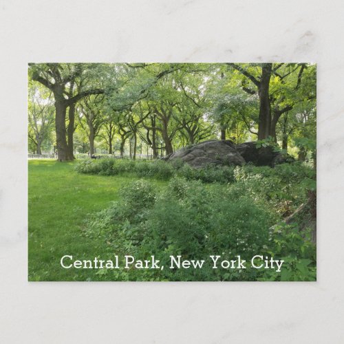 Central Park New York Summer Green Scenic View Postcard