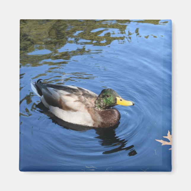 Central Park NYC Conservatory Water Mallard Duck Magnet (Front)