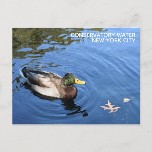 Central Park NYC Conservatory Water Mallard Duck Postcard