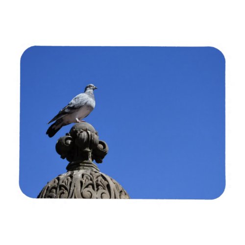Central Park Pigeon Blue Sky New York City Bird Magnet