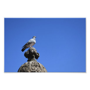 Central Park Pigeon Blue Sky New York City Bird Photo Print