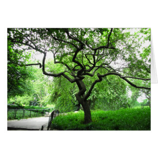 Central Park Tree Cards