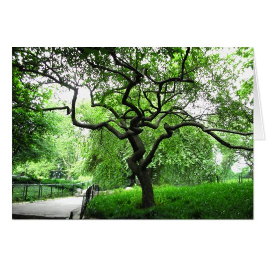 Central Park Tree Cards (Front Horizontal)