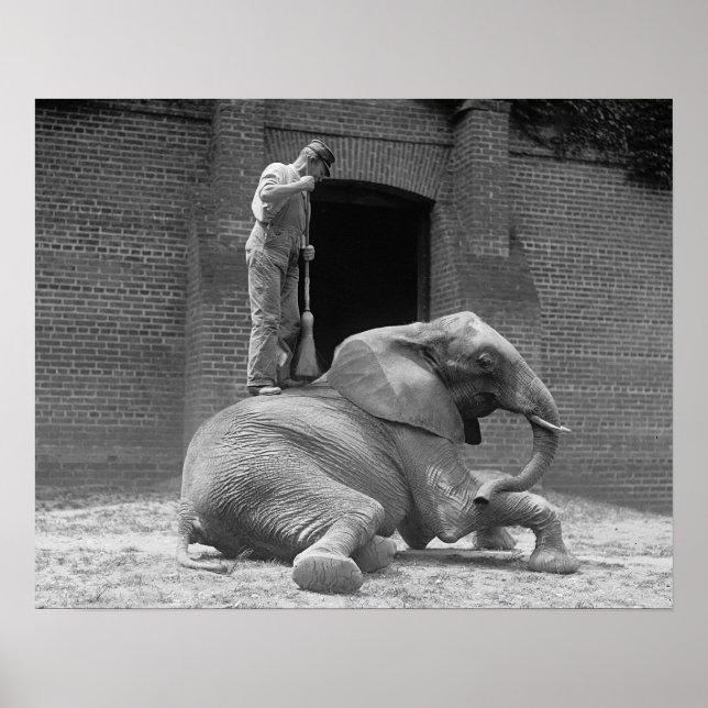 Central Park Zoo Elephant, 1922. Vintage Photo Poster (Front)