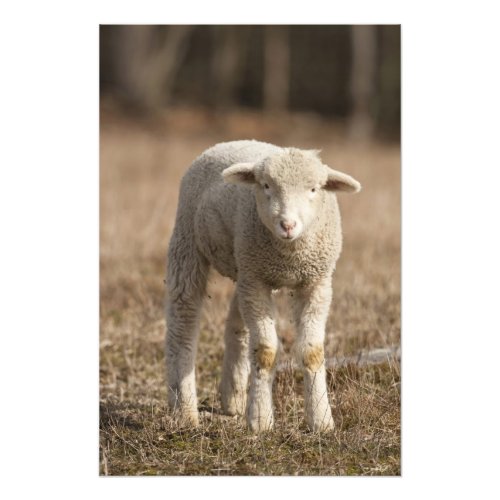 Central Pennsylvania USADomestic sheep Ovis Photo Print