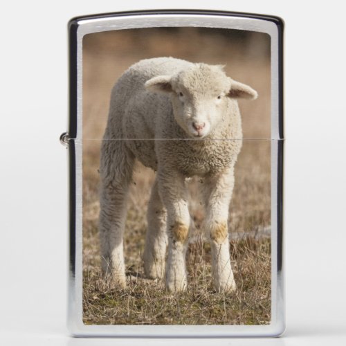 Central Pennsylvania USADomestic sheep Ovis Zippo Lighter