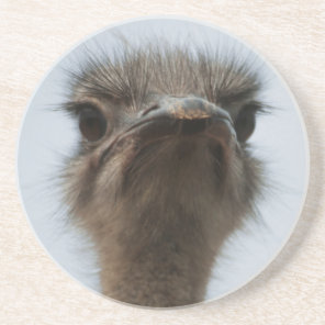 Central South Africa, African Ostrich, Close-up Coaster