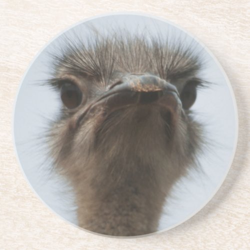 Central South Africa African Ostrich Close_up Coaster