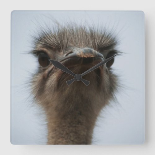 Central South Africa African Ostrich Close_up Square Wall Clock