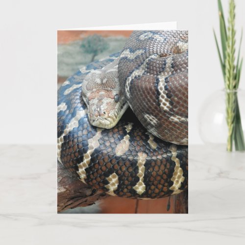 Centralian carpet python card