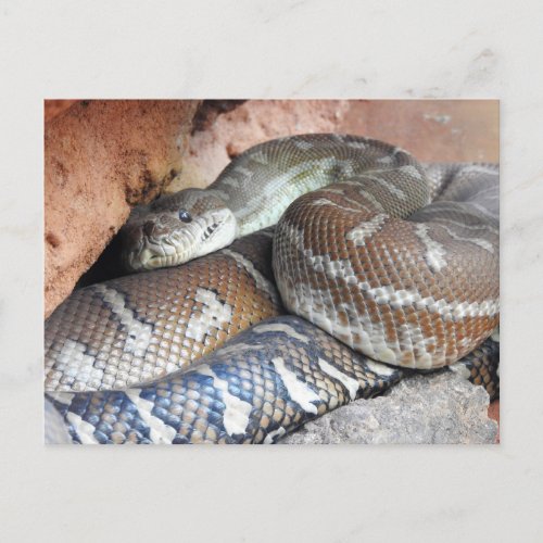 Centralian Carpet Python Postcard